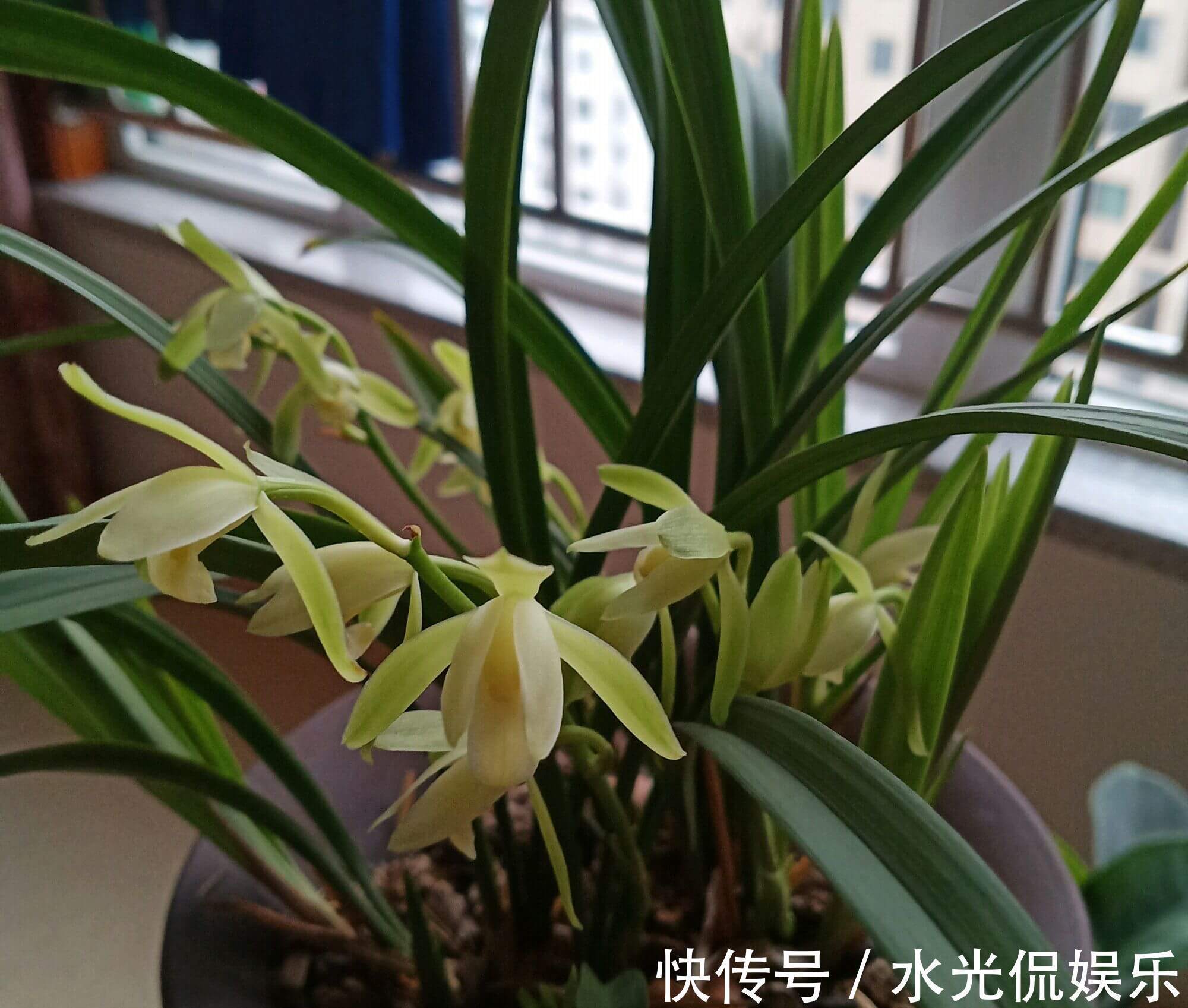 植料|新手养兰花,把握几个关键点,兰花不黄叶烂根易出水晶头