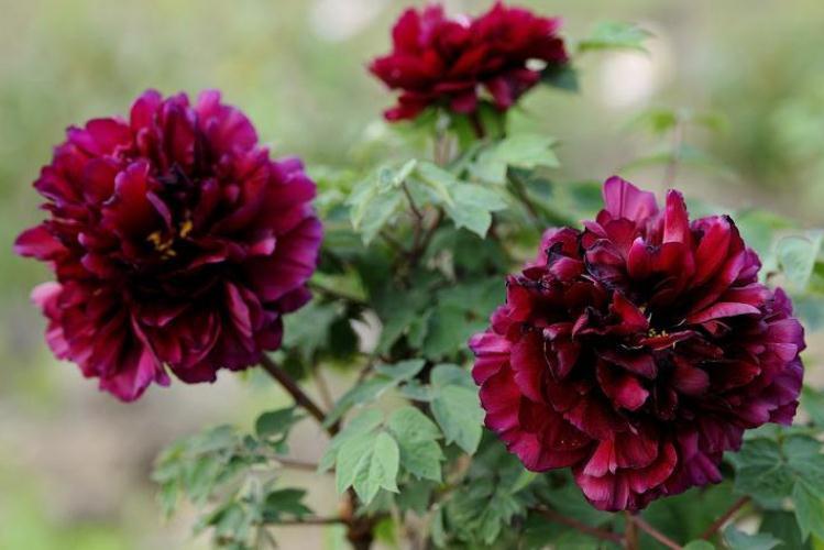 一种“黑色花”养家中，花多、叶大，没光也能活，花开“大如拳”