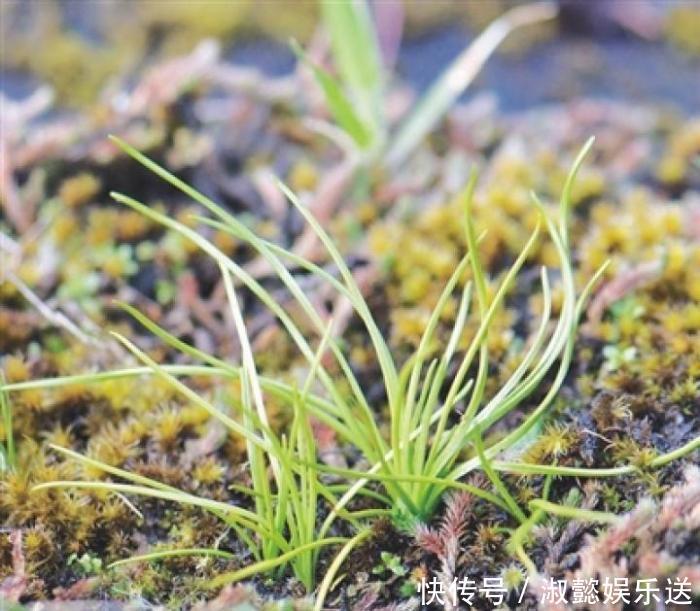 农村这种韭菜,见了抓紧绕道走,乱碰当心