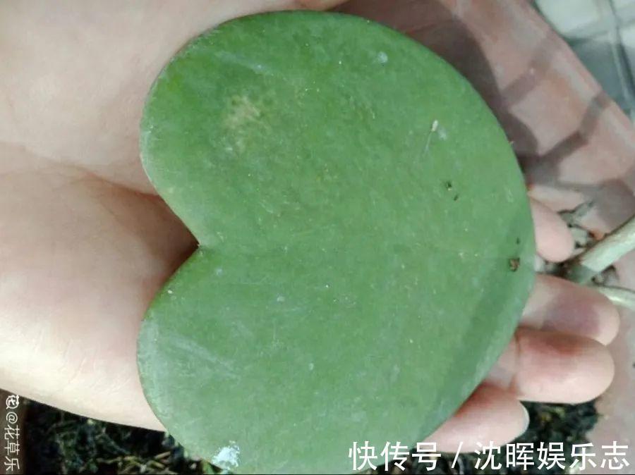 非洲堇|这花送人，只用送一片叶子，插土就活不心疼！