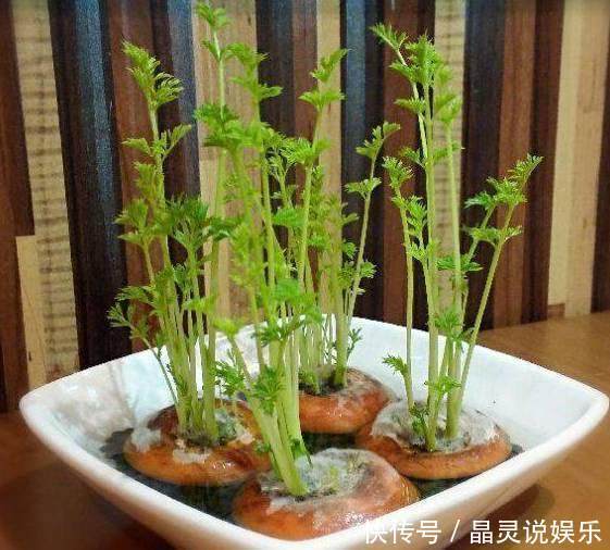 发芽|丢水里就能长得很好的6种蔬菜，比花美、比绿萝还好养！