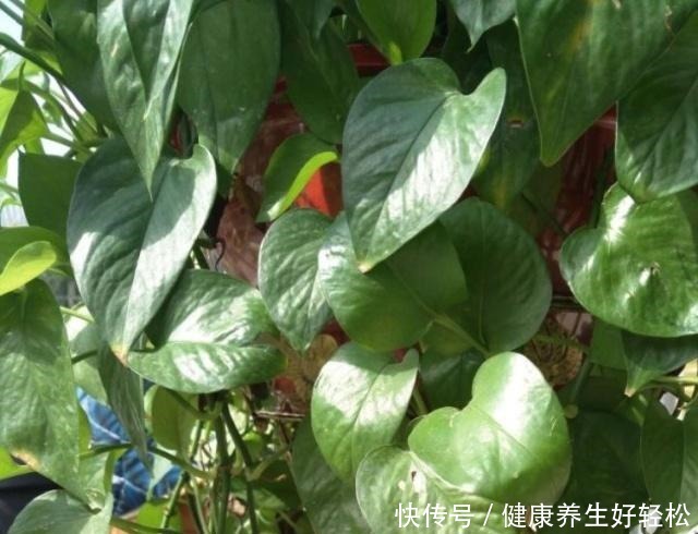 家有这2种“垃圾”，是养花的“宝贝”，平时别扔了，养绿萝超旺！