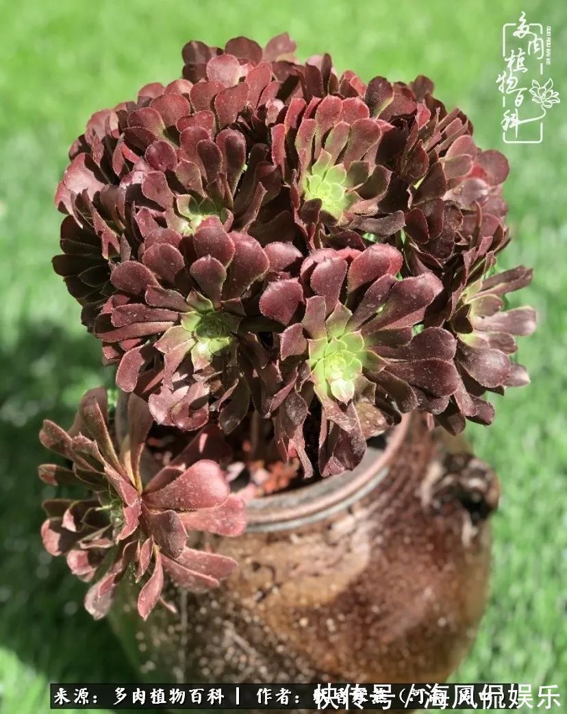 华丽|多肉千万种,我独爱法师!爱它的霸气,更爱它的华丽蜕变!