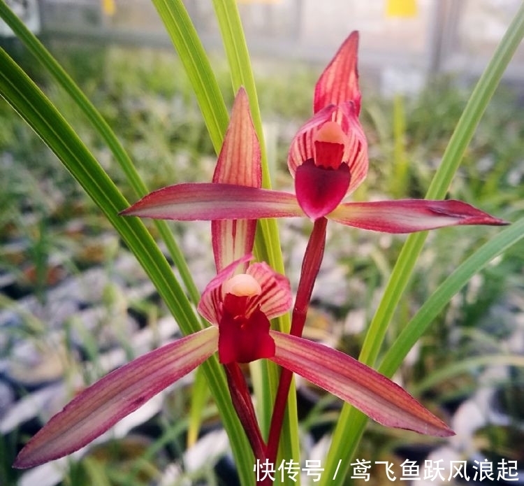 春兰顶级红素“滇红素”,花色亮眼,香味扑鼻,新手完全可以驾驭