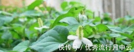 豆腐|豆腐和此物一起炖,比鸡汤还鲜美,补钙质,长个头,孩子最爱吃!