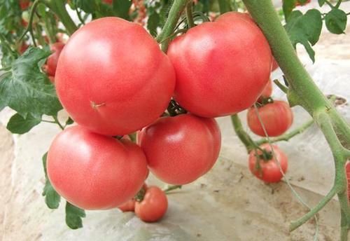 冰箱|六月,番茄放冰箱冷藏,坏的更快行家用这一招,放几个月也新鲜