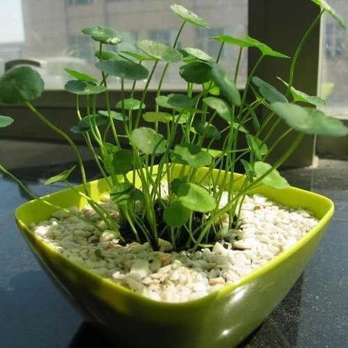 铜钱草长得“快与慢”,施肥不重要,关键在“摆放”!