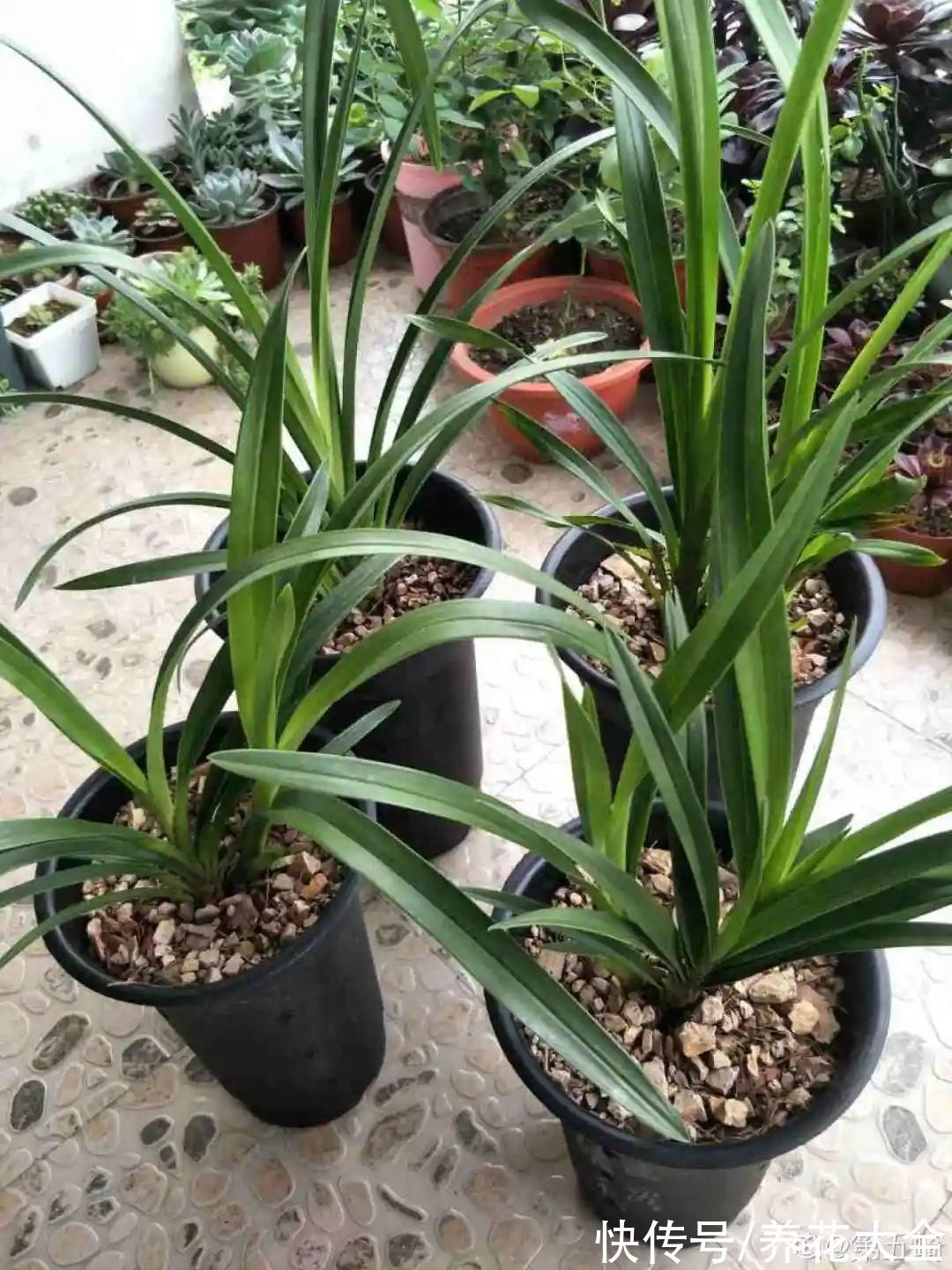 养花大棚倒闭,“贵货花”路边扔了一地,后悔没带个大麻袋