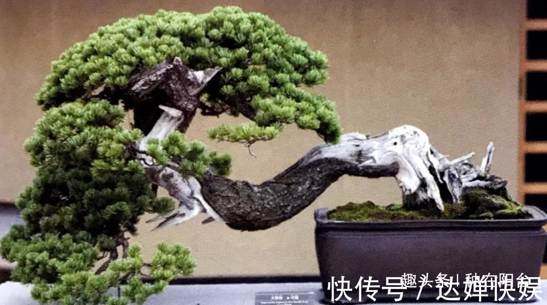 老实交代,你们觉得盆景制作步骤太难记吧那就念这十字箴言咯!