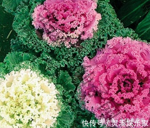盆栽|牡丹菜盆栽,养护方法告诉你,延长花期6个月,花开爆盆,可涮锅