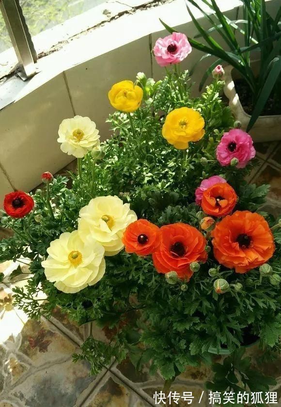 杜鹃花|5种花叫做“度夏难”,到了夏天就黄叶干枯,花友年年养年年买