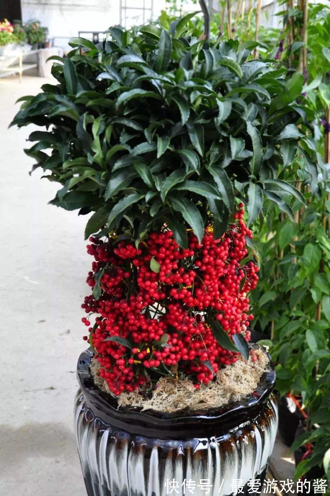 10大吉祥花,好养又高档,家里养一盆,有花有果招财又旺家