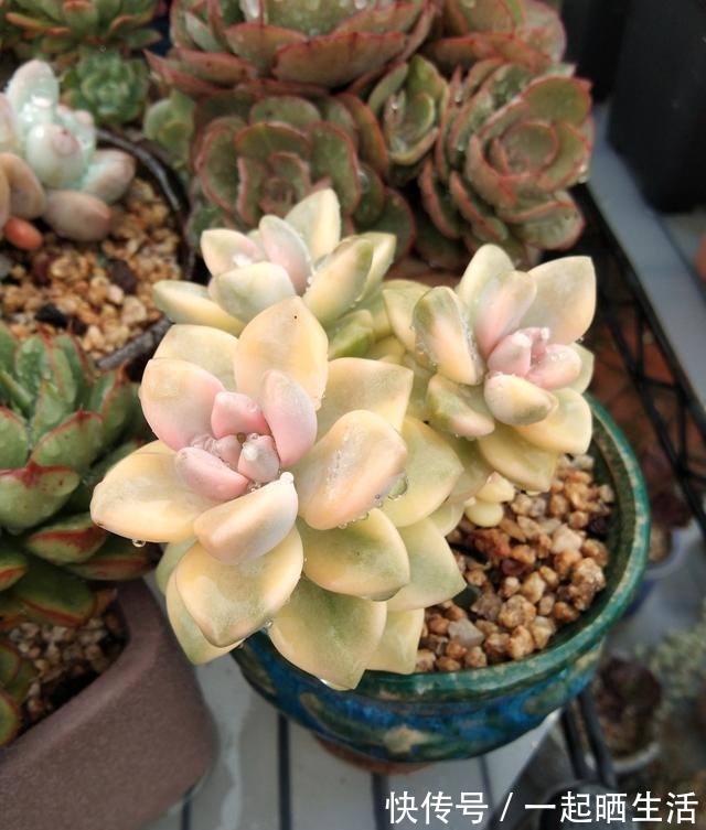 入秋后多肉如何变美，看看对比照来学习养护经验！