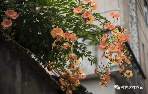 花墙|4种“爬藤花”,容易成花墙,种在阳台院子里太好看了!