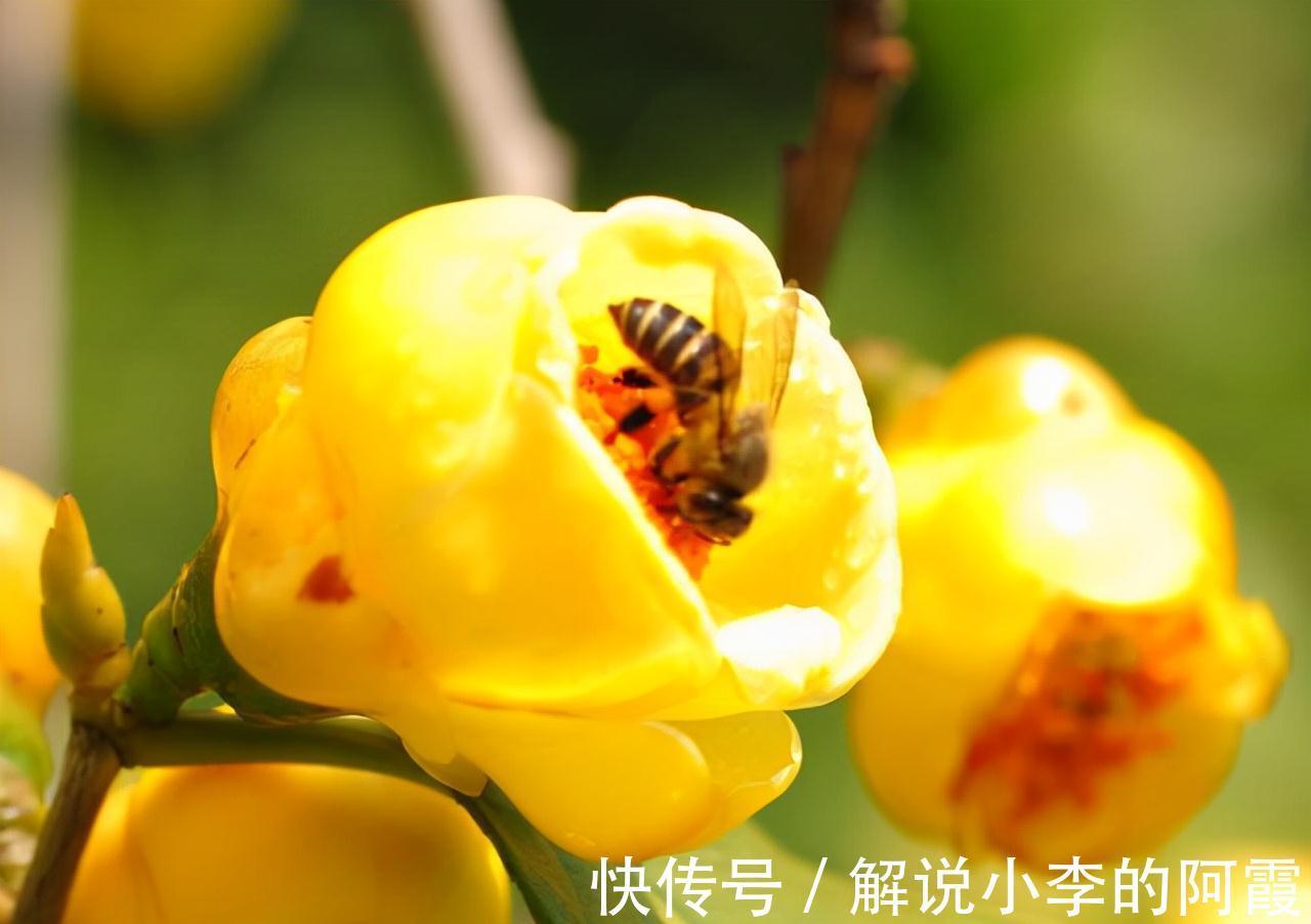 此花真不错,花色金黄,营养丰富,观赏食用两不误,你见过吗