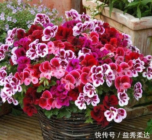 再好看也别在家里养的3种花,汁液有毒,养了赶紧搬出去,别忽视