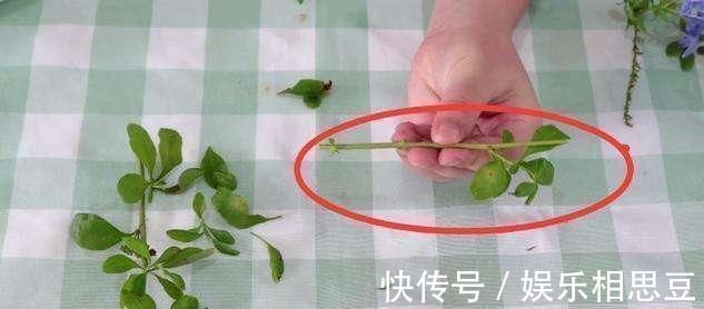 5种花开完后,剪下的枝条不要扔,活性高适合扦插,一插一大盆