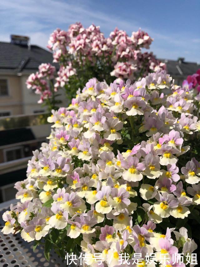 阳台新宠龙面花,花量超大颜色多,四季都开不停!