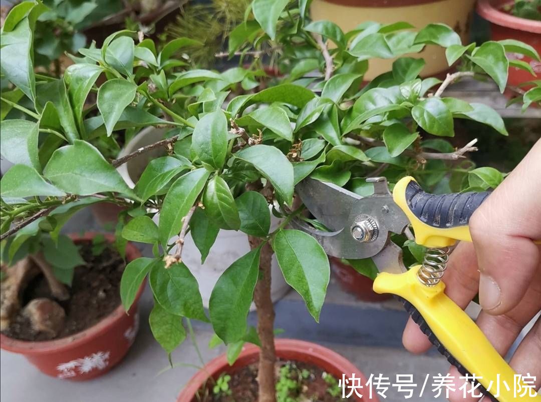 花芽|秋天养这3种花，不要修剪得太晚，不然影响孕蕾开花