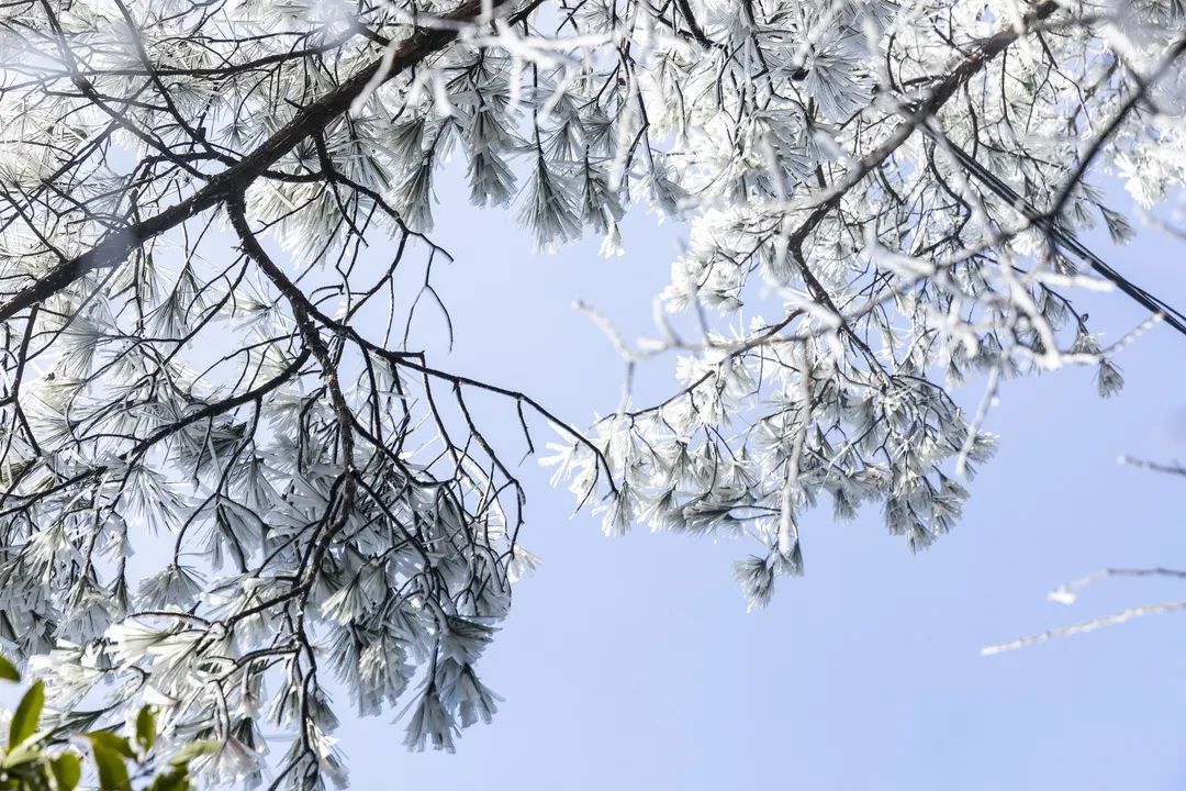 庆元县|不是初雪，胜似初雪，庆元雾凇，宛若仙境！