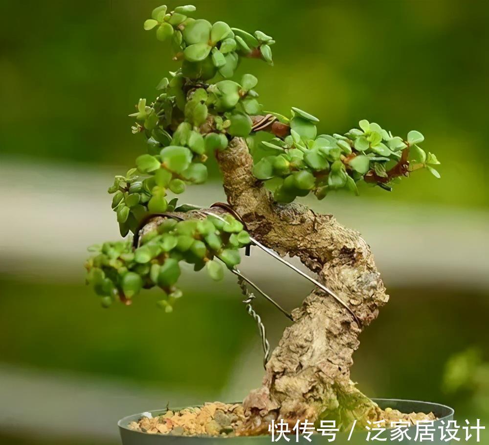 修剪|养金枝玉叶有“4忌”,避开枝干粗壮,不黄叶不掉叶,长成小老桩