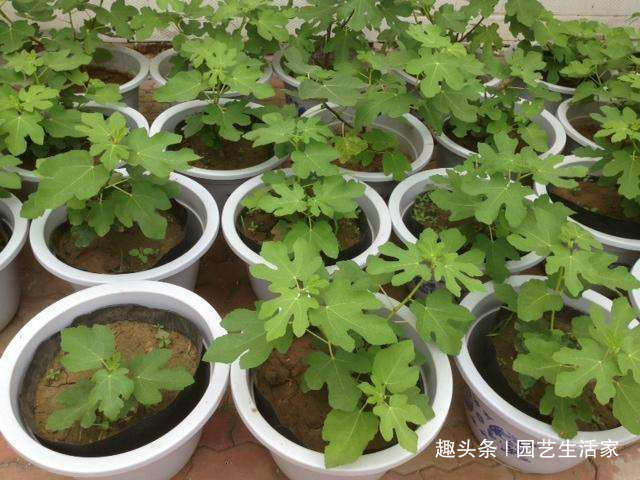 1种水果不用买,剪个枝条插土里就活,1年结果,常吃远离癌细胞