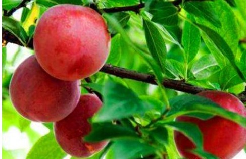 排毒|想长寿先排毒，常吃的食物，促进肝脏解毒，增强体质