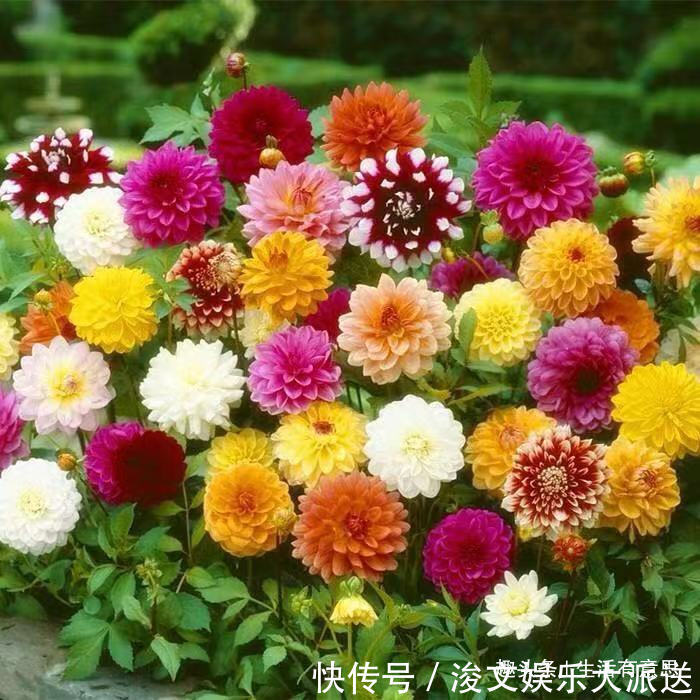 7月7花,生长在烈日下的“骨气花”,不死不伤,还能持续爆盆!