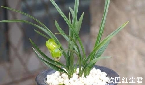 浇水|这款兰花有着“春兰皇后”之美誉,花型新奇,花苞浓香,易养活