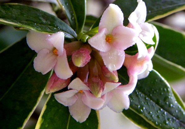 适合阳台养护的几款花卉,四季有花开,花香四溢飘满屋