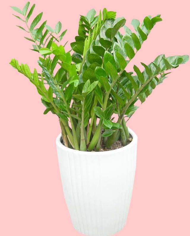 金钱树只需掌握以下几点,不烂根,生长快,还能一盆变多盆