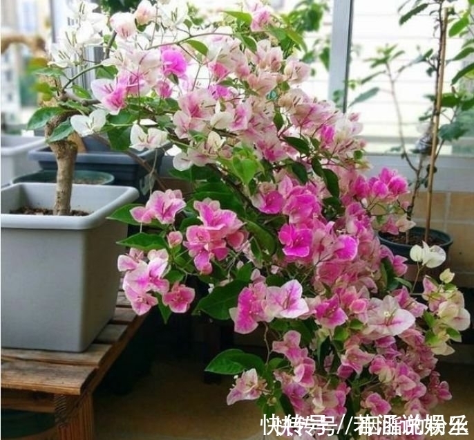 高颜值|4种“高颜值花”,华贵漂亮,花开富贵、第一种已经被迷住了!