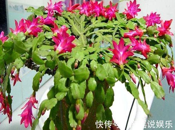 花芽|养蟹爪兰不开花往花盆里撒“2种废渣”，花芽长出来，开出花！