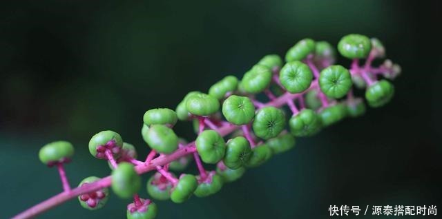 消肿止痛|农村有种野草,常被农村娃当成指甲油,却少有人知