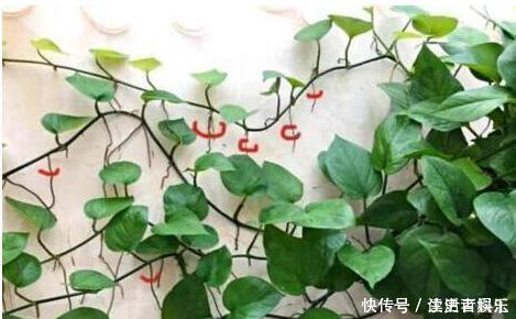 盆土太硬了?用它泡一泡,浸盆浇,土壤透气有营养,还养根