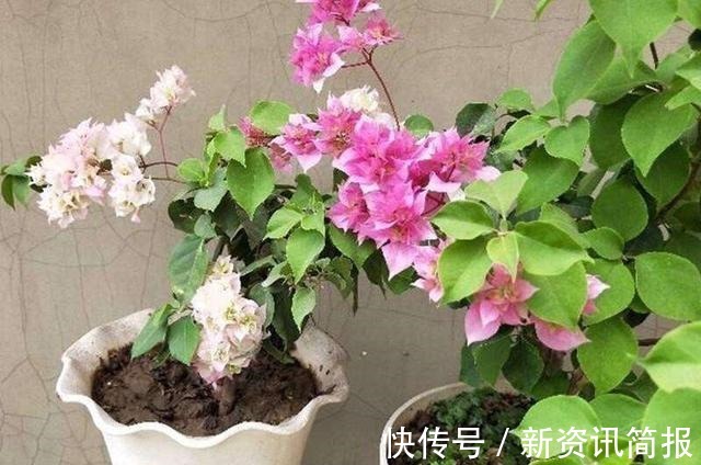 春夏秋冬|花期超长的“3种花”，从春开到冬，一开就是200多天，值得养！