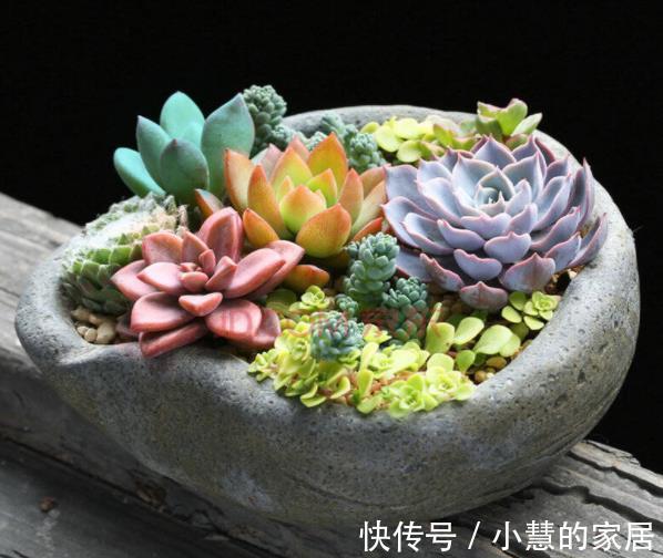 3种花盆遇到带回家,养护多肉事半功倍,新手也能养出好状态