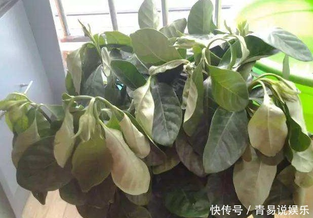 养花不活,其实是“1个步骤”没做好,若会正确方法,养啥都爆盆
