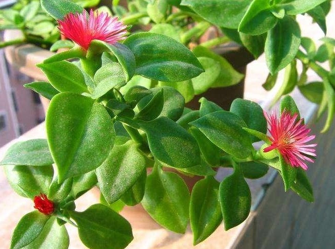 这花一根枝条就能活,花开的美不胜收,怎么养护你知道吗