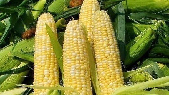 癌症|癌细胞“最怕”的几种食物,若能多吃点,助你抗癌更长寿