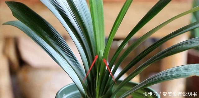 君子兰缺肥有什么症状一年四季怎样给君子兰施肥!