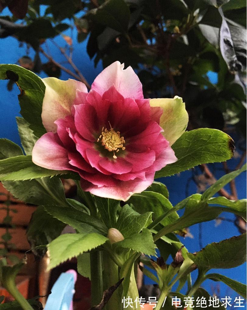 13种“漂亮花”,零下20度也冻不死它,大雪天依旧能开,又香又艳