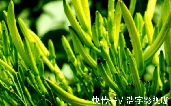 代森锰锌|黄花菜防治失眠、清热解毒,农民如何收获高产的黄花菜,只需四点