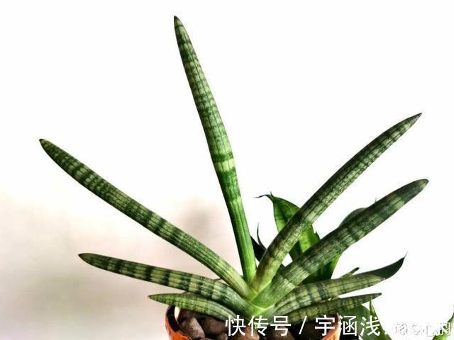 低温|低于5度,6种花一整个冬天不浇水,也能照样活