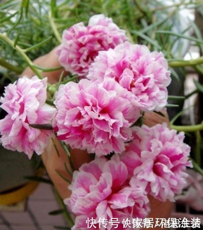 花色|懒人的最爱的5种花,沾土就活,一盆开花上百朵,超漂亮