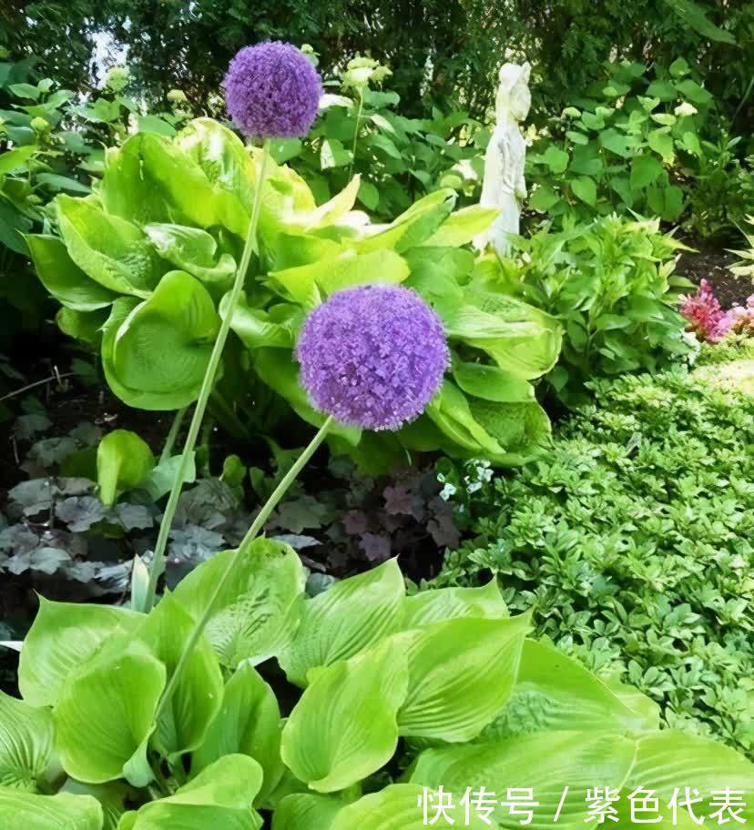 有院子一定要养的3种花，耐寒耐晒，花姿美丽，色彩漂亮