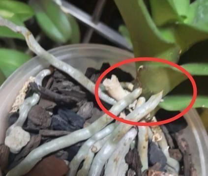 气根|花草长气根该不该剪掉这4款花需谨慎,不然养一盆死一盆