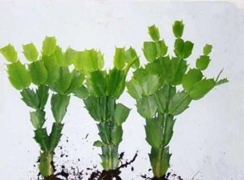 四种花一年四季能插扦,生根很容易,掌握方法才是重点