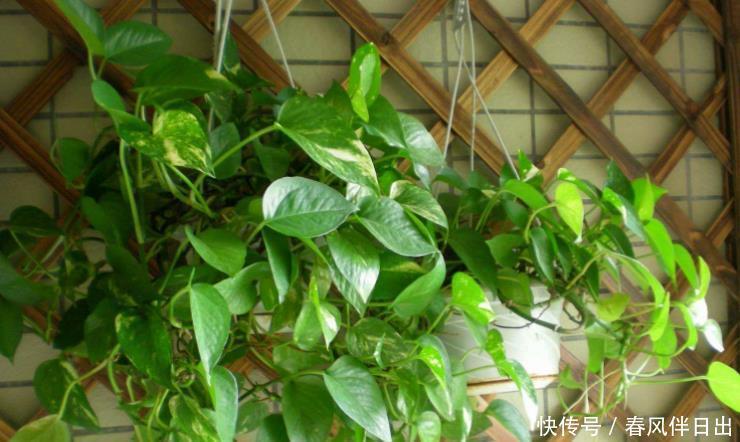 办好|养绿萝,哪些事情该做、不该做,该如何办好,你清楚吗?