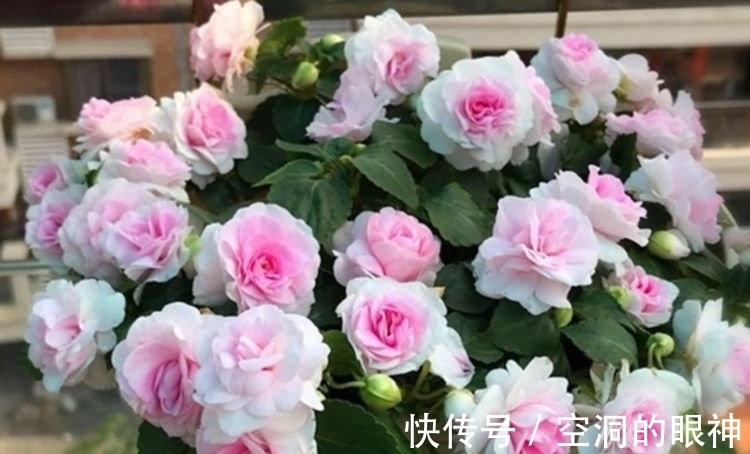 重瓣凤仙花|几款艳丽的花卉，漂亮又好闻，花姿妖娆，四季繁花似锦